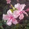 Vimaly Song