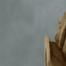 Filus