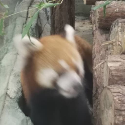 刘宇昂