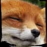FOXO 3006